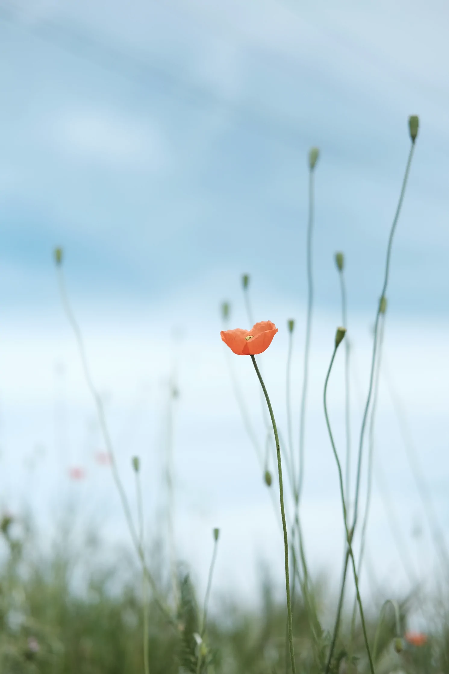 A single orange poppy flower stands tall among thin green stems against a soft, cloudy sky background. Ohio