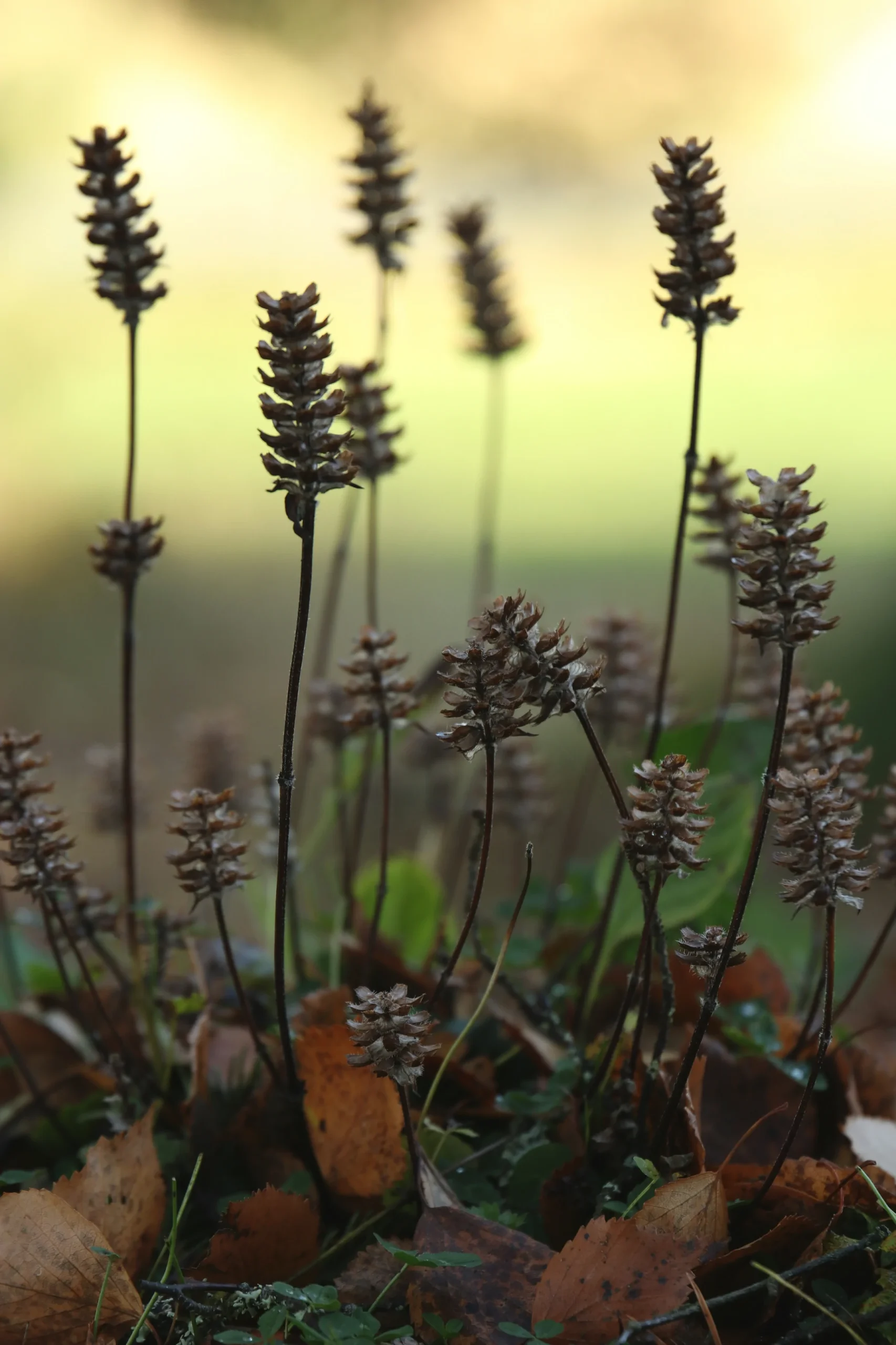 Tall, dried flower stems with brown seed heads rise from a cluster of fallen leaves and green grass, set against a blurred, light green background. Ohio