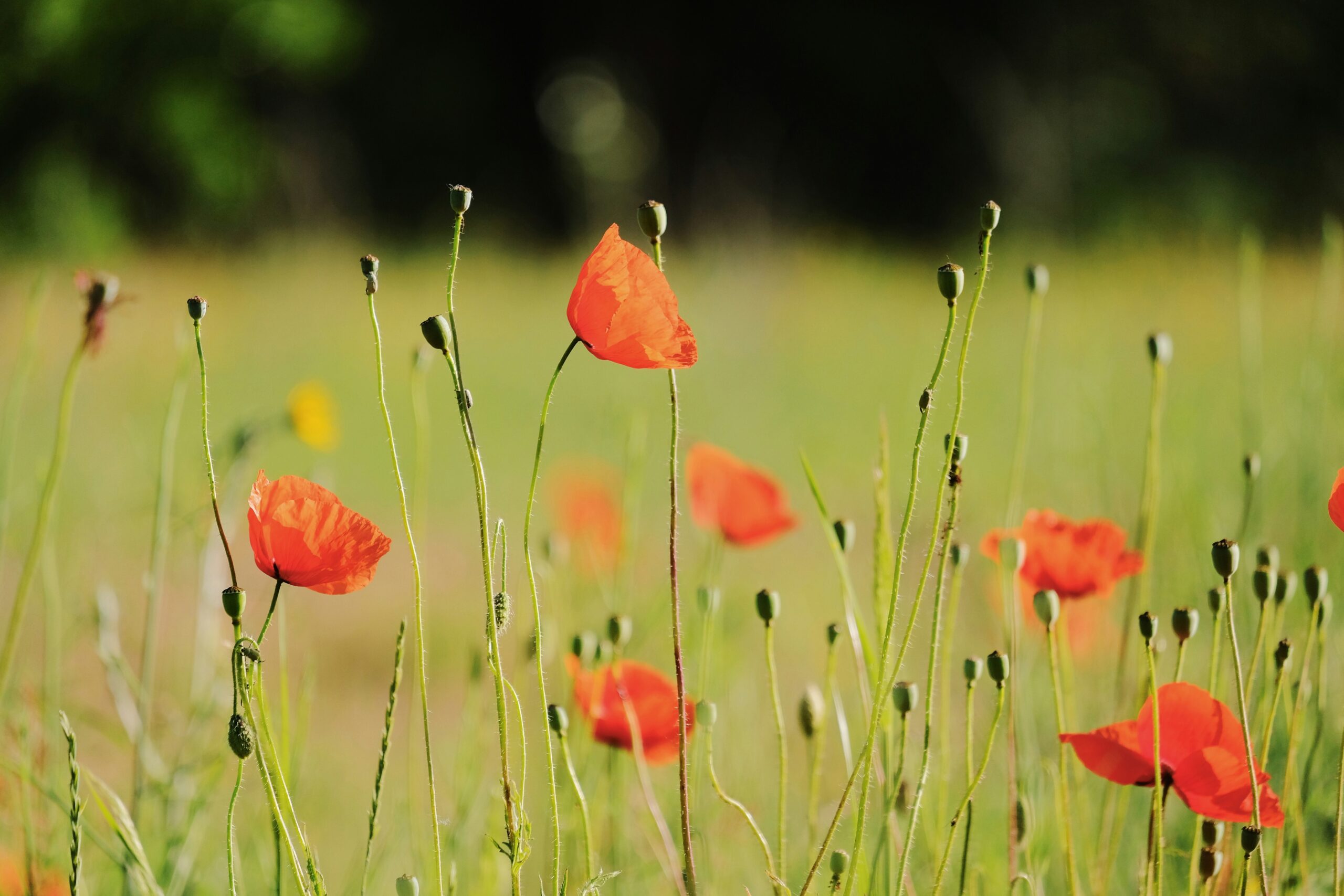 Springtime Nourishment: Fun Ways to Explore Nutrition This Season 